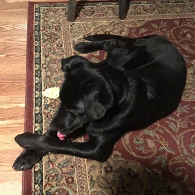 Profile Picture of Steven Heise (@steven_heise) on Twitter