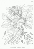 Profile Picture of Simsapa treeon Wikipedia