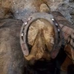 Profile Picture of Robert Miller (@millers_farrier_) on Instagram