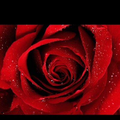 Profile Picture of Barb Pfeifer (@pfeifer_barbara) on Twitter