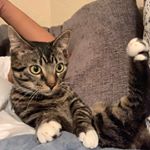 Profile Picture of Jeffery E. Savoie (@catnamedjeffery18) on Instagram