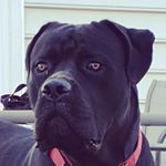 Profile Picture of Jake Corso (@big.jake.canecorso) on Instagram