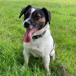 Profile Picture of Leah Nicholson (@rex_the_jug) on Instagram