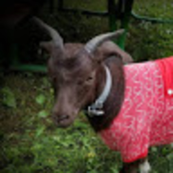 Profile Picture of Brian Eutzy (@beutzy7) on Poshmark