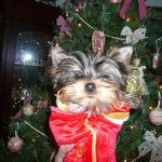 Profile Picture of Felicita Irizarry (@firizarry) on Pinterest