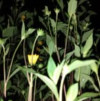 Profile Picture of Elisa Ledesma (@elisa.ledesma.547) on Facebook