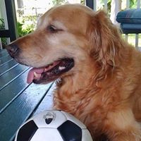 Profile Picture of Richard Mount (@huladancer1) on Pinterest