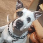 Profile Picture of Rogelio Chimal (@Rogelio-Chimal) on Facebook