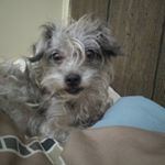 Profile Picture of Laurie Fitzer Stolnack (@fitzerstolnack) on Instagram