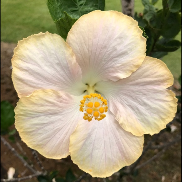 Profile Picture of Wanda Kapahu (@wakapa) on Poshmark