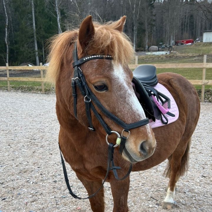 Profile Picture of 🇸🇪 Bianca Eng 🇸🇪 (@.bianca.eng) on Tiktok