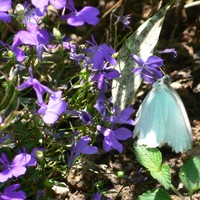 Profile Picture of Dewey Nguyen (@dewey-nguyen-3) on Quora