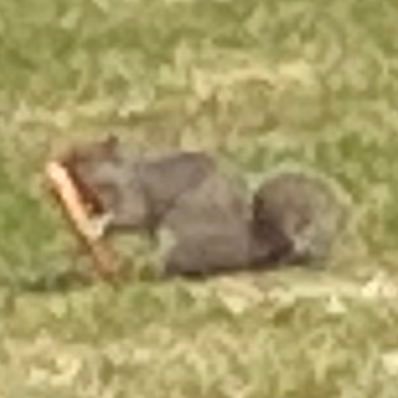 Profile Picture of Linden_Triangle_tree&shape (@Andy25757014) on Twitter