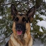 Profile Picture of Cathy (@mannixremmygiagermanshepherd) on Instagram