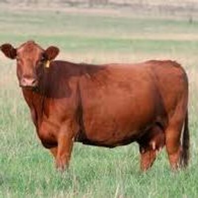 Profile Picture of Mark Schepers (@MarkSchepers_14) on Twitter