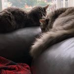 Profile Picture of Teddy & Joe (@northwestfelines) on Instagram