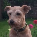 Profile Picture of Diane&Nessa the Irish Terrier (@diane_and_nessadog) on Instagram