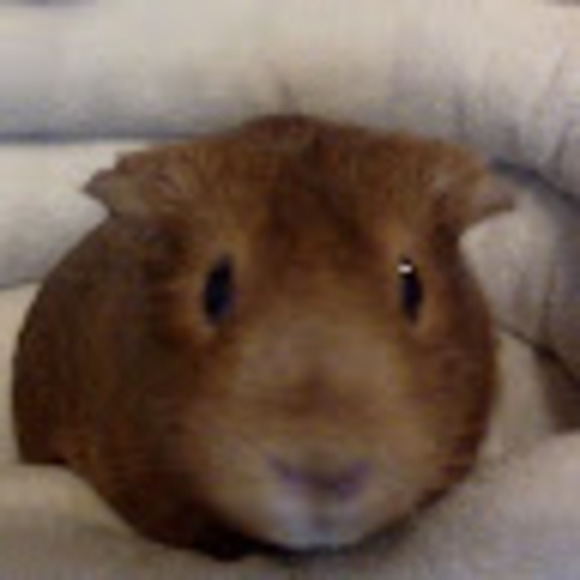 Profile Picture of Mariah Orwick (@mariahorwick777) on Poshmark