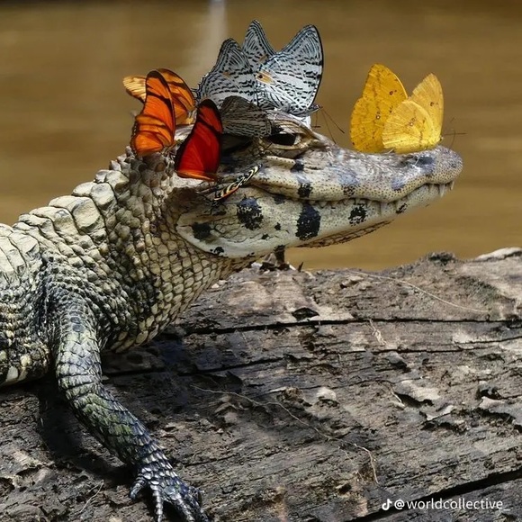 Profile Picture of Isabella Snider (@isabellasnid124) on Poshmark