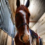 Profile Picture of Jacqueline pihl (@jacquelinepihl_) on Instagram