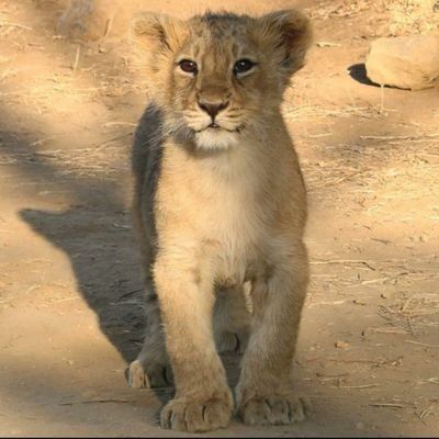 Profile Picture of Anurag_Chawla (@uuser710270) on Tiktok