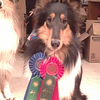 Profile Picture of Beth Elliott (@trinitycollies) on Flickr