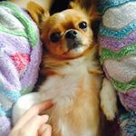 Profile Picture of 최삐코(장모치와와.8살) (@bbico_8) on Instagram