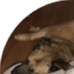 Profile Picture of ginger_and_kirby (@ginger_and_kirby) on Instagram