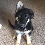 Shawn Morneau - Instagram Profile Picture of Shawn Morneau (@shawnmorno) on Instagram