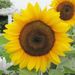 Profile Picture of Amiee Barlow Duncan (@fldacd) on Pinterest