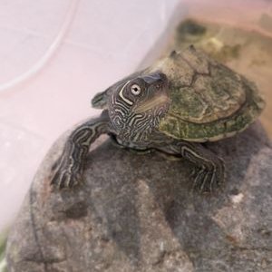 Profile Picture of Francesco Morrone (@Frances57175994) on Twitter