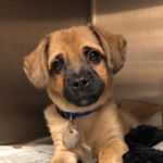 Profile Picture of Toby The German Shepard Mix 🐶 (@toby.the.shepard) on Instagram