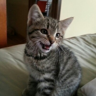 Profile Picture of Kim Franz (@wheatenmama64) on Twitter