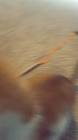 Profile Picture of   Comment your pets name or... (@milocutekitten) on Tiktok
