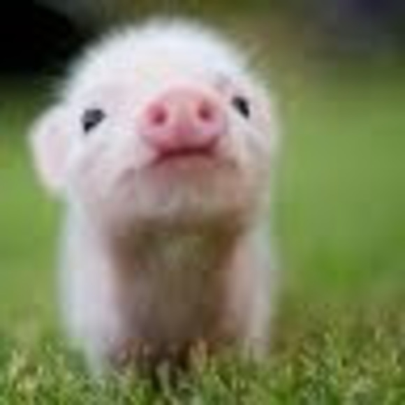 Profile Picture of Janette Stanford (@piggelover) on Poshmark
