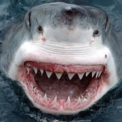 Profile Picture of Brandon Levitt (@brandonlev50) on Twitter