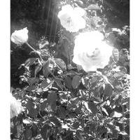 Profile Picture of Nancy Borges (@BorgresNancy) on Twitter