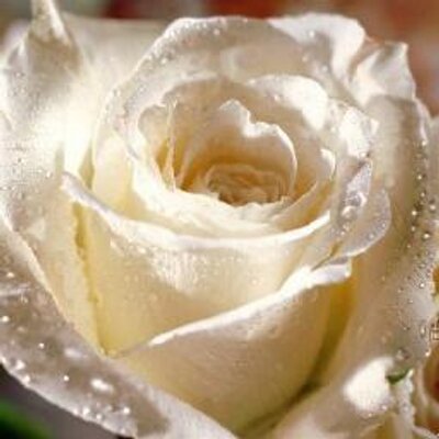 Profile Picture of Ann Jacoby (@annkjacoby) on Twitter