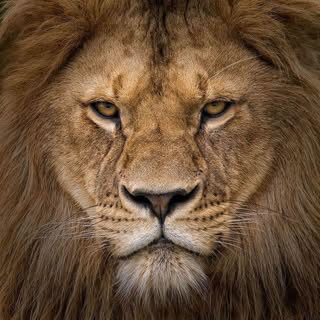 Profile Picture of Christopher Bishop (@little_natural_machines) on Instagram