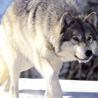 Profile Picture of Blake Silva (@blake.silva.98) on Facebook