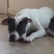 Profile Picture of Mariah Alvarez (@mariahalvarez1362) on Youtube