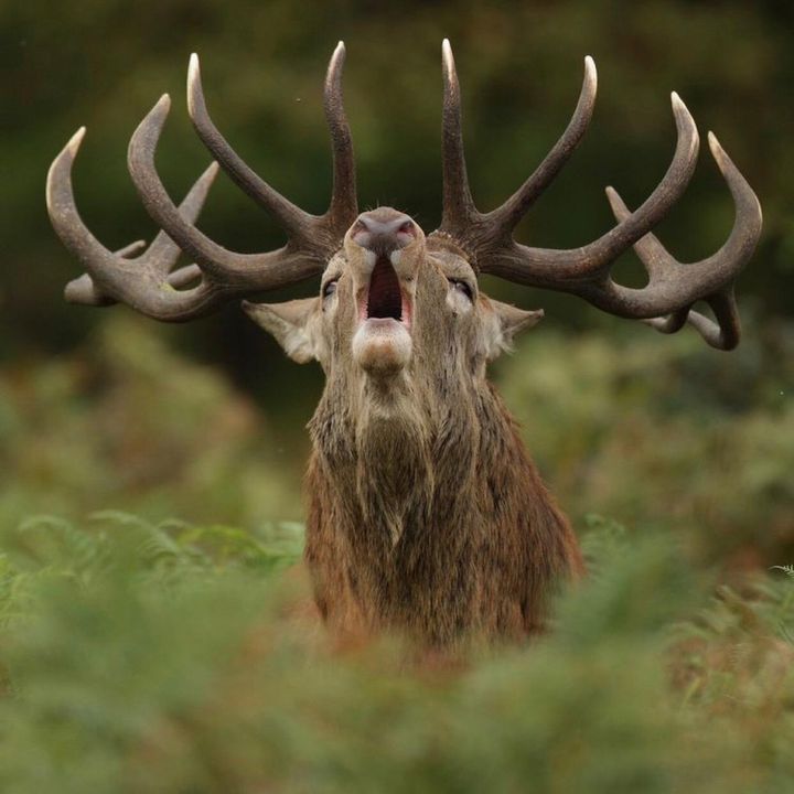 Profile Picture of jacob laurell (@jacobthegoat5541) on Tiktok