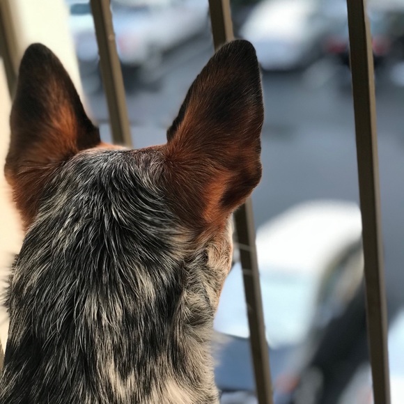 Profile Picture of Pam Craigle (@pcraigle) on Poshmark