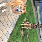 Profile Picture of Two German Shepards (@hazelandzoe) on Instagram