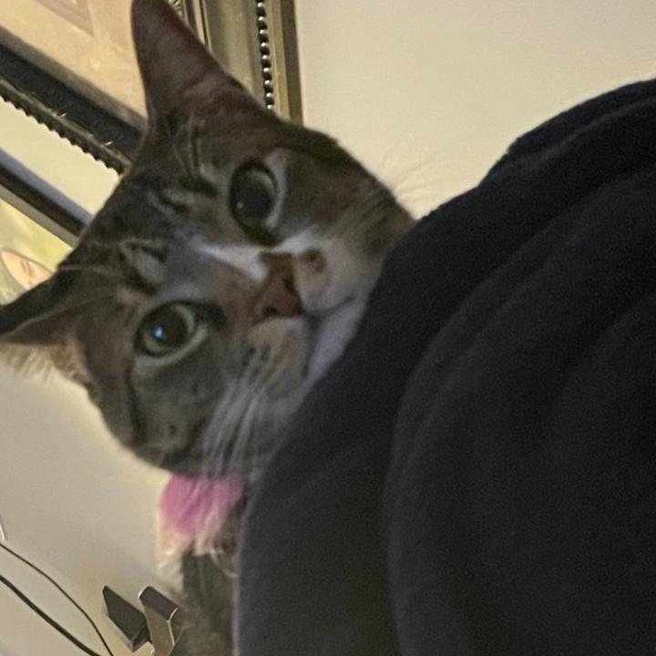 Profile Picture of Kerrie Crane (@animalperson88) on Tiktok