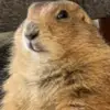 Profile Picture of Squirrel (@chad_dat_squirrel) on Tiktok