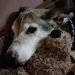 Profile Picture of Toby Tripp (@tobyjug2000) on Pinterest