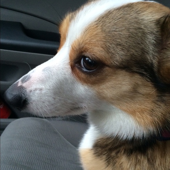 Profile Picture of Erica Almerico (@ealmerico) on Poshmark