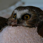 Profile Picture of Dylan Bates (@dylanbates8129) on Youtube