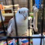 Profile Picture of Herbie Hancockatiel (@Herbie-Hancockatiel) on Facebook